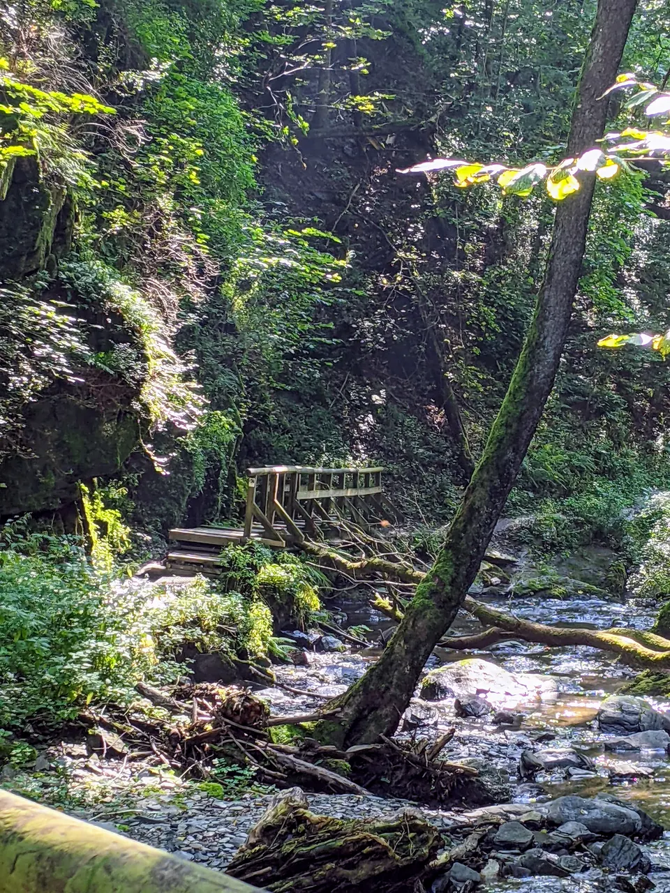 Wooden walkway along the Wilde Endert in the Endertbachtal